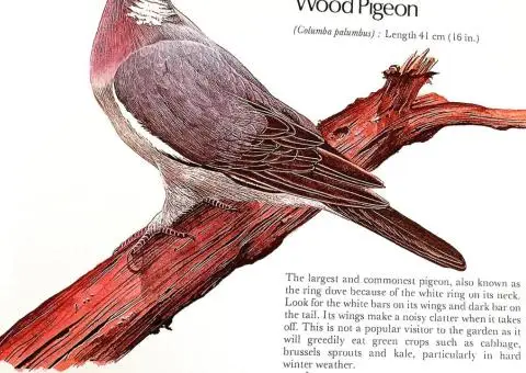 Your Bird Table Book - 2/8