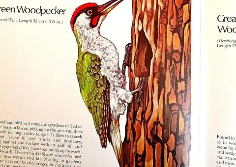 Your Bird Table Book - 3/8