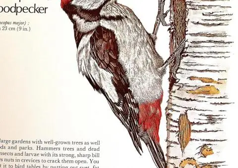 Your Bird Table Book - 4/8