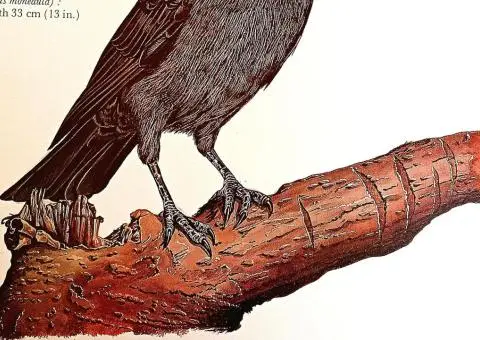 Your Bird Table Book - 5/8