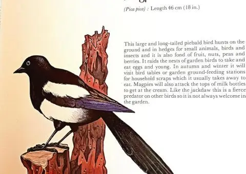 Your Bird Table Book - 6/8