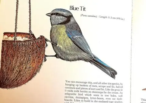 Your Bird Table Book - 7/8
