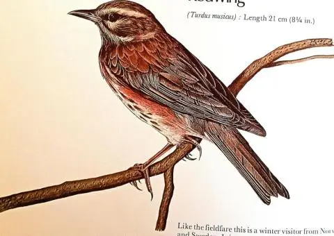 Your Bird Table Book - 8/8