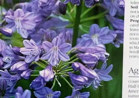Книга-енциклопедія про садові рослини англійською мовою  A-Z of popular garden plants - 2/10