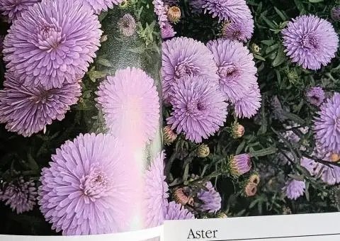 Книга-енциклопедія про садові рослини англійською мовою  A-Z of popular garden plants - 3/10