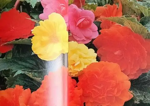 Книга-енциклопедія про садові рослини англійською мовою  A-Z of popular garden plants - 4/10