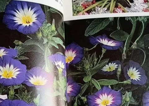Книга-енциклопедія про садові рослини англійською мовою  A-Z of popular garden plants - 5/10