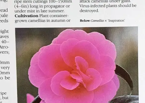 Книга-енциклопедія про садові рослини англійською мовою  A-Z of popular garden plants - 6/10