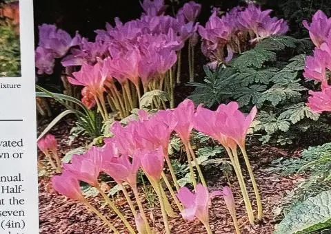 Книга-енциклопедія про садові рослини англійською мовою  A-Z of popular garden plants - 8/10