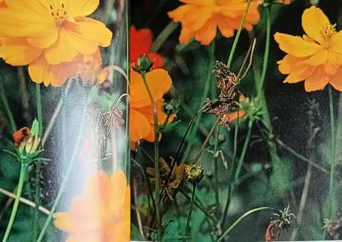 Книга-енциклопедія про садові рослини англійською мовою  A-Z of popular garden plants - 9/10