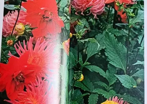 Книга-енциклопедія про садові рослини англійською мовою  A-Z of popular garden plants - 10/10