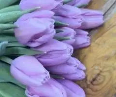 Тюльпан оптом до 8 березня з теплиці.