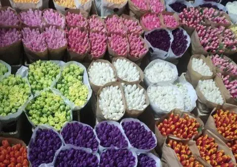 ТЮЛЬПАН ГУРТ також можлива мімоза та котики