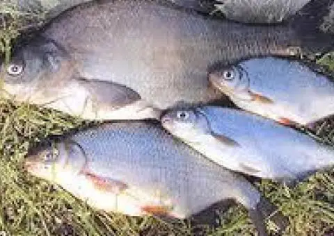Купую річкову, ставкову рибу оптом (тонами)  без посередників.