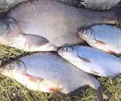 Купую річкову, ставкову рибу оптом (тонами)  без посередників.