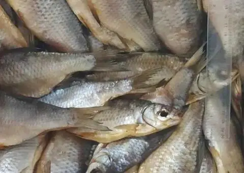 Тарань в'ялена, нечищена, ікра 100% розмір 10-15 шт на 1кг