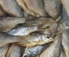 Тарань в'ялена, нечищена, ікра 100% розмір 10-15 шт на 1кг