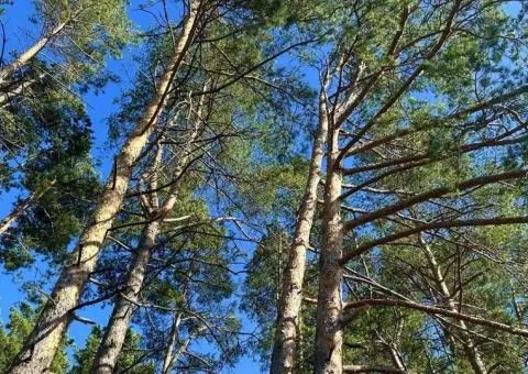 Ділянка Сосновий ліс, вихід на Озеро с.Ходосівка Alfresco Мануфактура - 3/3