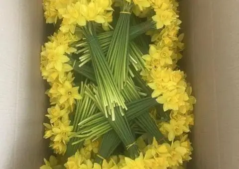 Нарцис на срез нарциси - 2/3