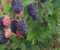 Саженцы Ежевики 20 сортов