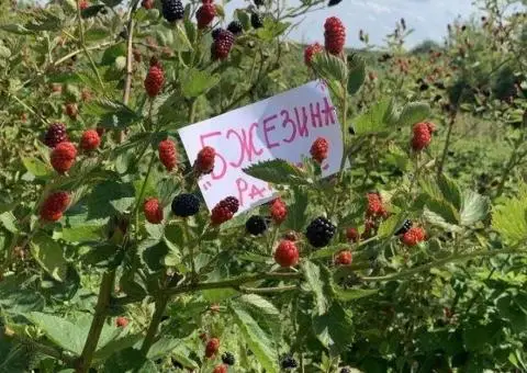 Саженцы Ежевики 20 сортов - 2/3
