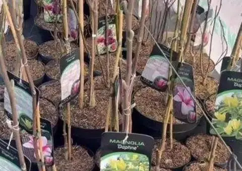 Магнолія Джени Джені з бутонами магнолії - 1/3