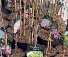 Магнолія Джени Джені з бутонами магнолії