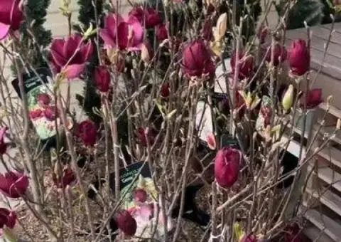Магнолія Джени Джені з бутонами магнолії - 3/3