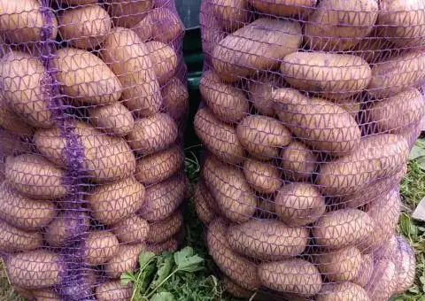 Продается собственный картофель. В наличии до 1 т