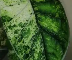 Алоказия драгон скейл марбл вар. Проросший клубень