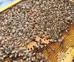Продам бджолопаекети