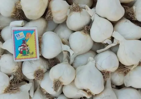 Продам часник Ярий. Фракція 4-5. - 1/3