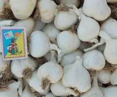 Продам часник Ярий. Фракція 4-5.