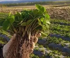 Саджанці полуниці Альба. Розсада малини
