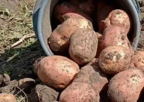 Насіннева Картопля - 1/3