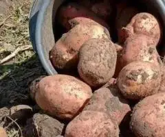 Насіннева Картопля