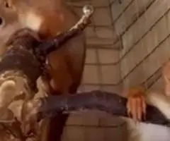 Белки купить продажа Киев