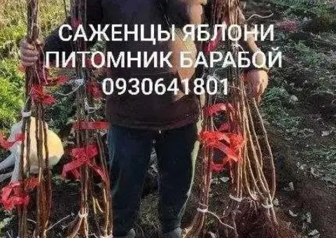 Саженцы Яблони, Груши, Айвы. ОПТ, Розница. Питомник Барабой - 1/3