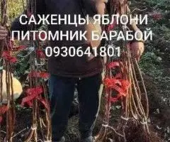 Саженцы Яблони, Груши, Айвы. ОПТ, Розница. Питомник Барабой