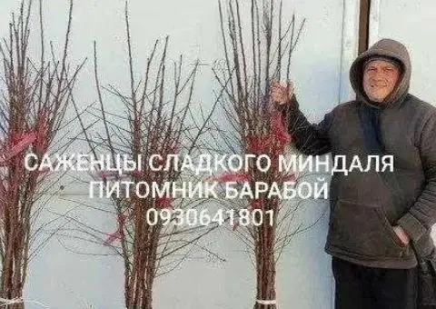Саженцы Яблони, Груши, Айвы. ОПТ, Розница. Питомник Барабой - 2/3