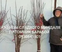 Саженцы Абрикоса, ОПТ и Розница, Питомник Барабой