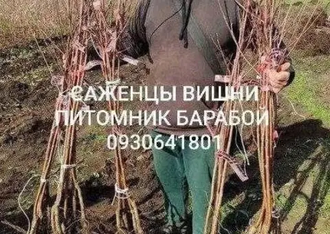 Саженцы Абрикоса, ОПТ и Розница, Питомник Барабой - 2/3