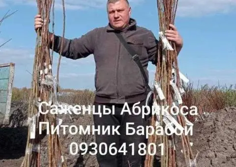 Саженцы Абрикоса, ОПТ и Розница, Питомник Барабой - 3/3