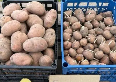 Білароса, Сортова товарна та посадкова ( насінева ) картопля - 1/3
