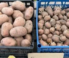 Білароса, Сортова товарна та посадкова ( насінева ) картопля