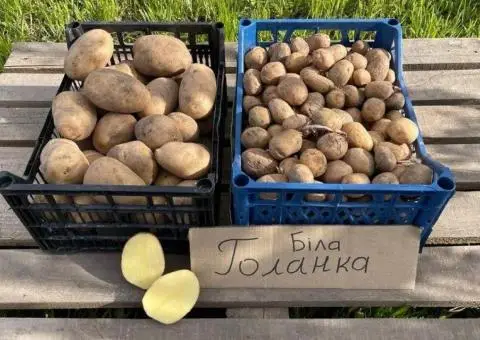 Білароса, Сортова товарна та посадкова ( насінева ) картопля - 2/3
