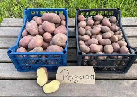 Білароса, Сортова товарна та посадкова ( насінева ) картопля - 3/3