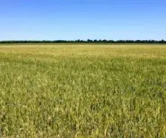 Продаж пая с/г призначення 8.44 га
