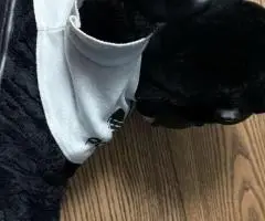 Adidas jeremy scott gorilla