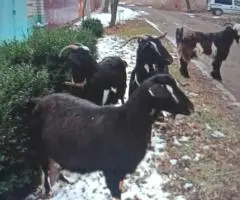 Продажа коз